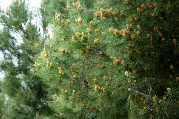 Jonge gele dennenappels op de takken april, vroege lente — Stockfoto