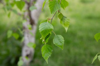 Huş ağacı dalı Betula pendula, gümüş huş ağacı, siğilli huş ağacı, yeşil yapraklı Avrupa beyaz huş ağacı