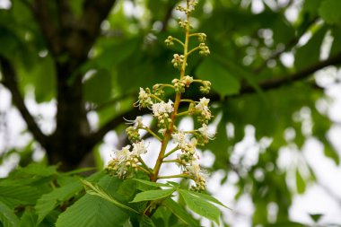 At kestanesi ağacı Aesculus hipocastanum, çiçek açmış Conker ağacı. Çiçekli at kestanesinin beyaz mumları bulanık arka planda.