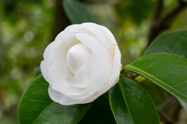 Japon kamelya çiçeği, baharda, güneşli bir günde, bahçedeki çalıların üzerinde.