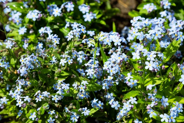 Bambino occhi blu piccolo fiore, piccoli fiori blu, sfondo naturale — Foto Stock