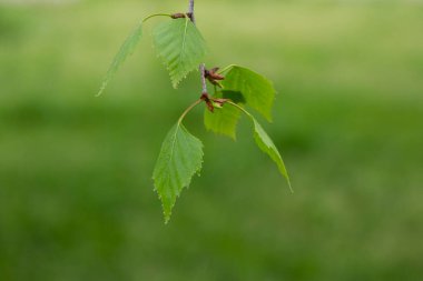 Yeşil sulu yaprakları olan huş dalları ve güneş ışığında uğur böceği. Baharda açık havada yumuşak bir odak noktası var. Güzel bulanık bokeh ile yumuşak, taze bahar arkaplanı
