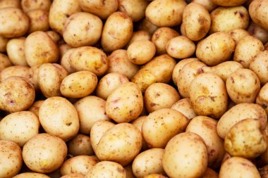Patates. Bir doku sebze, taze, beyaz patates..