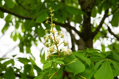 Çiçeklerle dolu bir ağaç. Bulanık arka planda çiçeklenmiş at kestanesinden beyaz mumlar. Doğal tasarım için bahar kavramı