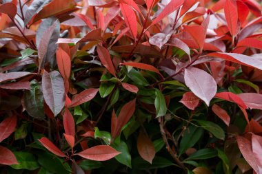 Yeşil çimlerin bulanık arka planında Photinia Fraseri Red Robin çalılarının güzel kırmızı ve yeşil yaprakları. Seçici odaklanma. Yakın plan.