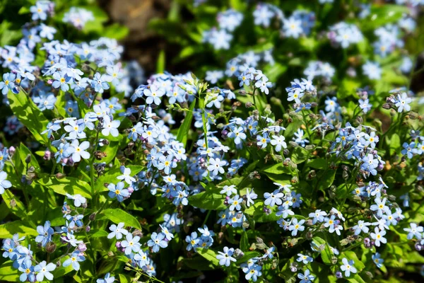 Baby blå ögon liten blomma, små blå blommor, naturlig bakgrund — Stockfoto