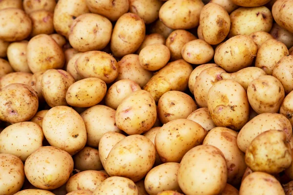 Patates. Bir doku sebze, taze, beyaz patates..
