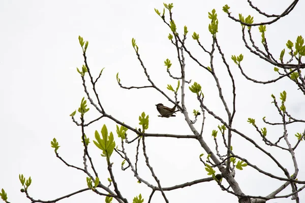 Птах, що спостерігається на дереві в саду, красивий жіночий горобчик на гілці, весна — стокове фото