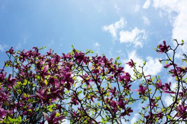 Mavi gökyüzü arka planında Magnolia Lale Ağacı. Manolya pembe çiçekleri çiçek açan manolya ağacında