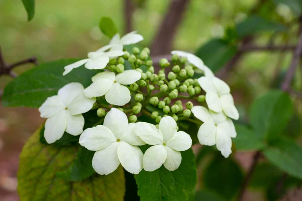 Top view of White viburnum flowers in close-up on a background of green leaves, early spring, floral background. — Stock Photo, Image