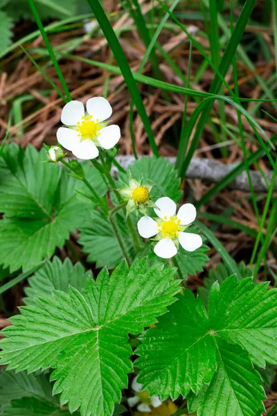 Piccoli fiori bianchi giardino fragola su sfondo foglie verdi. Fragole da giardino fioriscono all'aperto. — Foto Stock