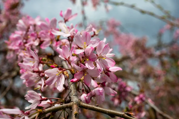Pink blossoming almond tree with bokeh lights background. Pink flowers for spring background — Stock Photo, Image