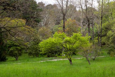 Spring Parkı. Çayırda taze yaprakları olan küçük bir ağaç, arka planda bir orman. Nisan