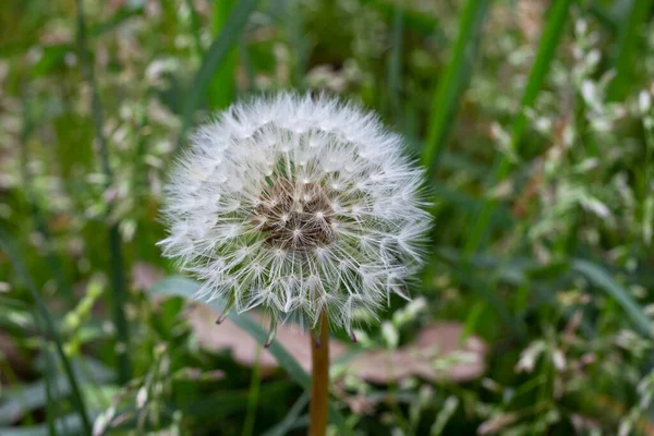 Gesloten Bud van een paardebloem. Paardebloem witte bloemen in groen gras. — Stockfoto