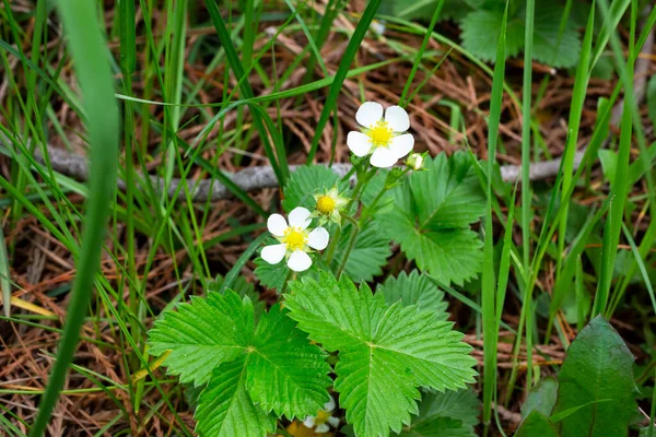 Çilekler güneşin altında çiçek açar. Beş beyaz yapraklı küçük açık çilek çiçekleri ve ince yeşil saplı sarı bir merkez duruyor..