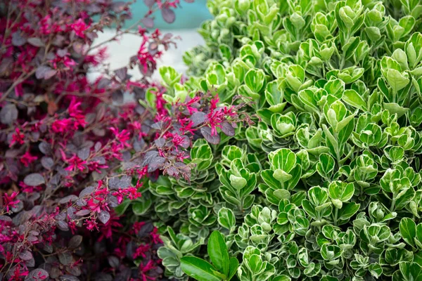 丸みを帯びた葉を持つ緑色のボックスウッドブッシュとロロペタラムマシンの葉を持つ中国のフリンジ花の背景が大きいです。庭用植物 ストックフォト