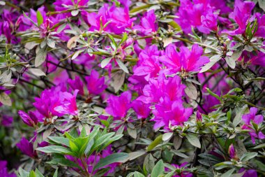 Seradaki pembe açelya çalısı. Güzel çiçekler..