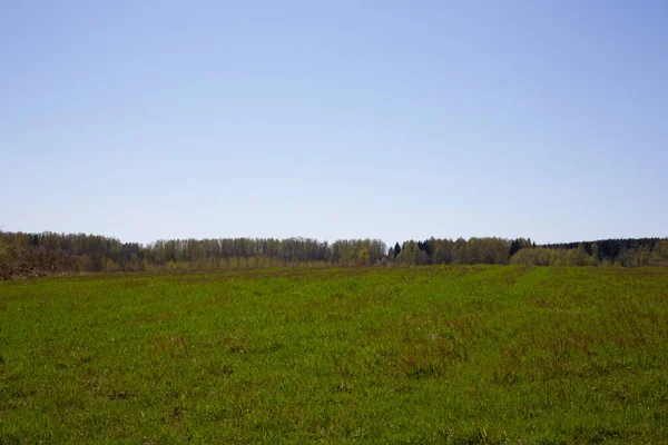 Campo di grano verde all'inizio della primavera. Tracce dalle ruote di un trattore su un campo di grano invernale in primavera. — Foto Stock