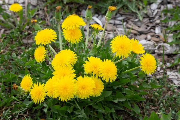 Flores amarelas de dentes-de-leão em fundos verdes. Fundo de primavera e verão. Imagem De Stock