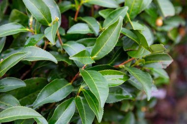 Çay Kamelya sinensis çalıların üst yaprakları. Bir dalda yeşil çay yaprakları.