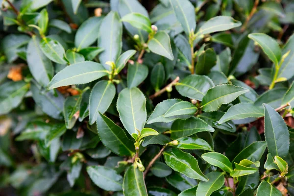茶椿は茂みの上の葉をsinensisします。枝の上に緑茶の葉. ストック画像