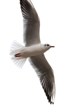 Ringa martı, Larus argentatus, beyaz arka planda uçuyor.