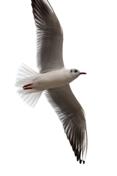 Haringmeeuw, Larus argentatus, vliegend tegen witte achtergrond — Stockfoto