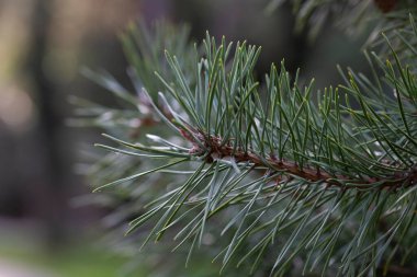 Yeşil çam dalları, yeni bir çam dalının yakın çekimi. Dalın üzerindeki yeşil iğneler dalın ucunda yarım daire şeklinde, cüce dağ çamı, mugo.