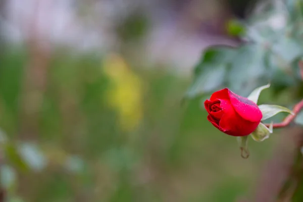 Le bouton de rose rouge commence à fleurir. Ouverture Red Rosebud. — Photo