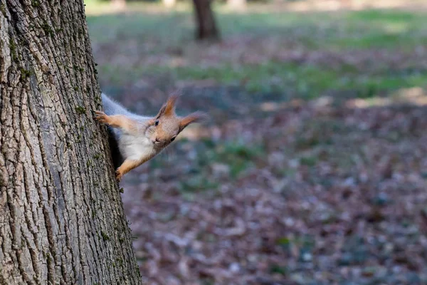 A red squirrel walks down the trunk of a tree. In the background - trees and autumn leaves. Soft focus — Foto Stock