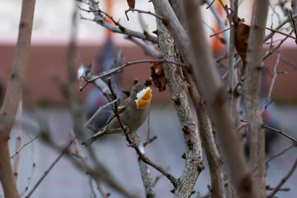 A little grey hungry house sparrow found a piece of bread — Stockfoto