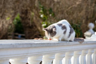 Yeşil gözlü sokak gri kedisi yemek yer. Evsiz kedi yaz günü kedi maması yer. Evsiz hayvanlara insan yardımı.