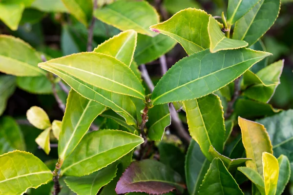 Thee Camellia sinensis de bovenste bladeren op de struiken. Groene thee bladeren op een aftakking. — Stockfoto