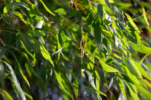 Cespuglio tropicale di piante di bambù che crescono in foglie di bambù selvatiche e verdi pianta sempreverde — Foto Stock