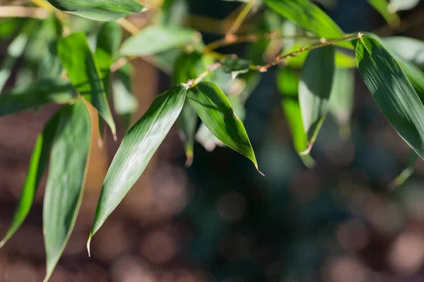 Тропічний бамбуковий лісовий кущ, що росте в дикій, зеленому бамбуковому листі вічнозеленої рослини — стокове фото