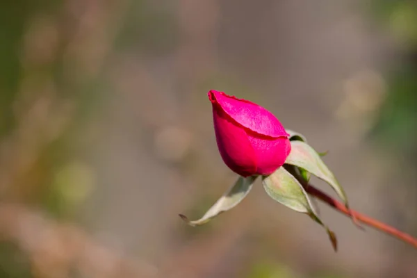 Rose rose. Fleur de Saint Valentin. jeune bouton de rose dans le jardin sur une branche sur un fond vert naturel flou. — Photo
