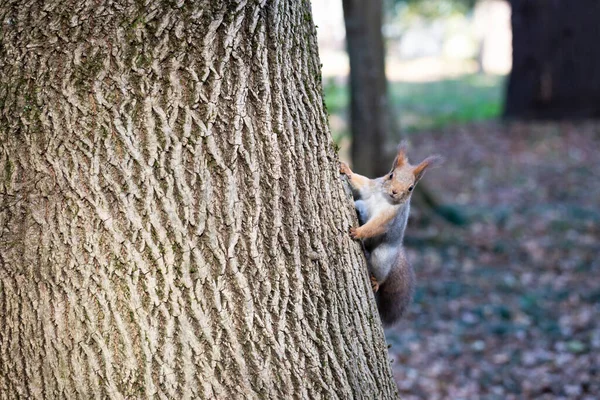 A red squirrel walks down the trunk of a tree. In the background - trees and autumn leaves. Soft focus — Zdjęcie stockowe