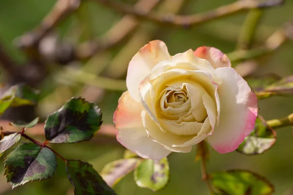 Rosas rosadas en color suave, hechas con estilo borroso para el fondo —  Fotos de Stock