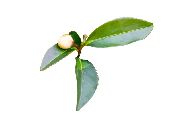 茶椿は茂みの上の葉をsinensisします。枝の上に緑茶の葉. — ストック写真