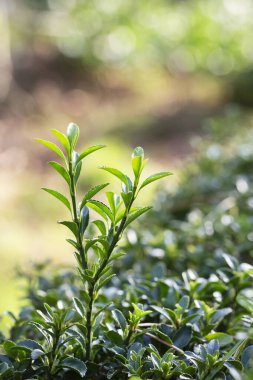 Doku, arka plan yeşil, çiçek açan boxwood çalısı ve yakın plan yaprakları. Bahçe Çiçeği Buxus