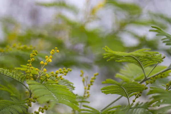 Flores. Mimosa. Brotes amarillos redondos y flores en una rama, febrero —  Fotos de Stock