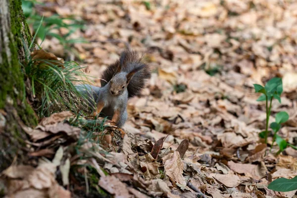 Vtipná nadýchaná veverka s ořechem v zubech na zemi pokryté barevnými listy na kouzelném podzimním pozadí. — Stock fotografie