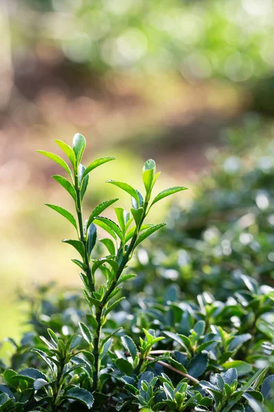 Doku, arka plan yeşil, çiçek açan boxwood çalısı ve yakın plan yaprakları. Bahçe Çiçeği Buxus