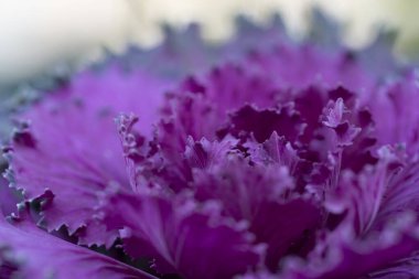 Taze mor lahana brassica oleracea bitkisi yaprakları