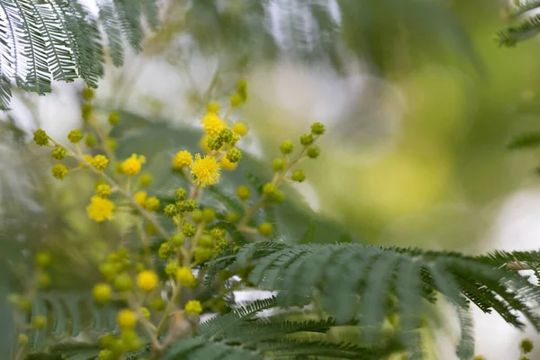 Un copac mimosa cu ciorchini de flori și muguri delicate pufoase la începutul înfloririi în februarie. — Fotografie, imagine de stoc