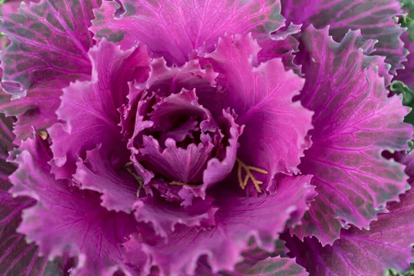 Taze mor lahana brassica oleracea bitkisi yaprakları