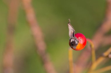 Gülün kalçaları bir gül çalısı üzerinde vahşice büyüyor. Dört kırmızı gül kalçası büyüyor.