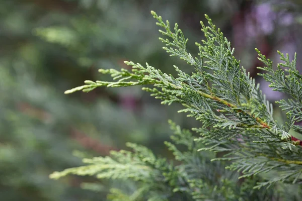 Cupressus macrocarpa vagy Hesperocyparis macrocarpa, Monterey cypress — Stock Fotó
