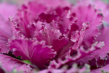 Taze mor lahana brassica oleracea bitkisi yaprakları