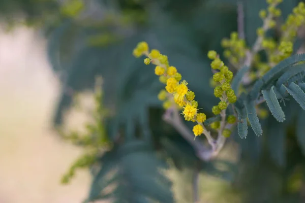 Un copac mimosa cu ciorchini de flori și muguri delicate pufoase la începutul înfloririi în februarie. — Fotografie, imagine de stoc